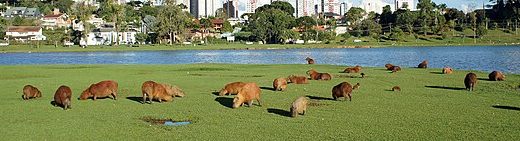 Parque Barigui