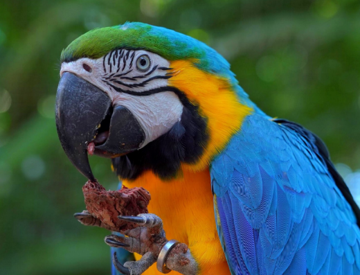 Tour Cataratas Brasileiras com Parque das Aves (ingresso + transfer)