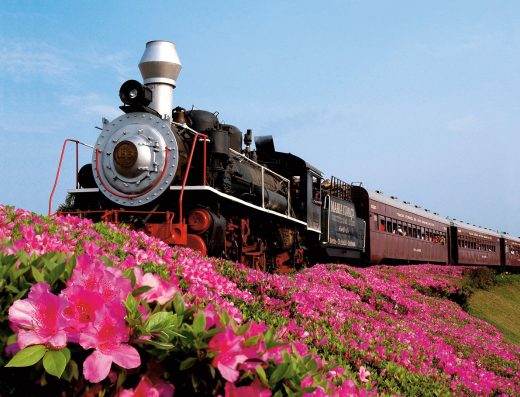 Tour Uva e Vinho e Epopeia Italiana (Ingresso + Transfer)