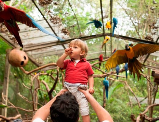 Tour Cataratas Brasileiras com Parque das Aves (ingresso + transfer)